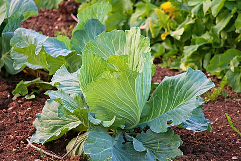 lettuce on ground, white cabbage, kohl, vegetables, agriculture HD wallpaper