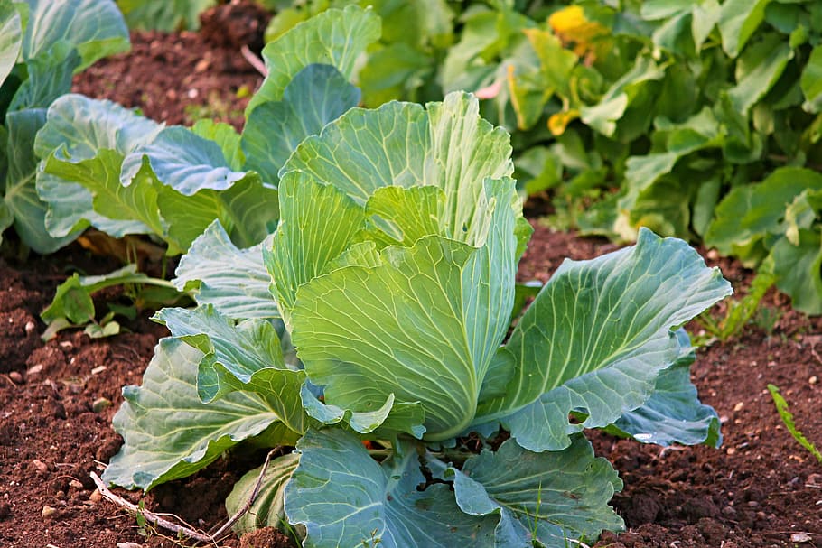 lettuce on ground, white cabbage, kohl, vegetables, agriculture HD wallpaper