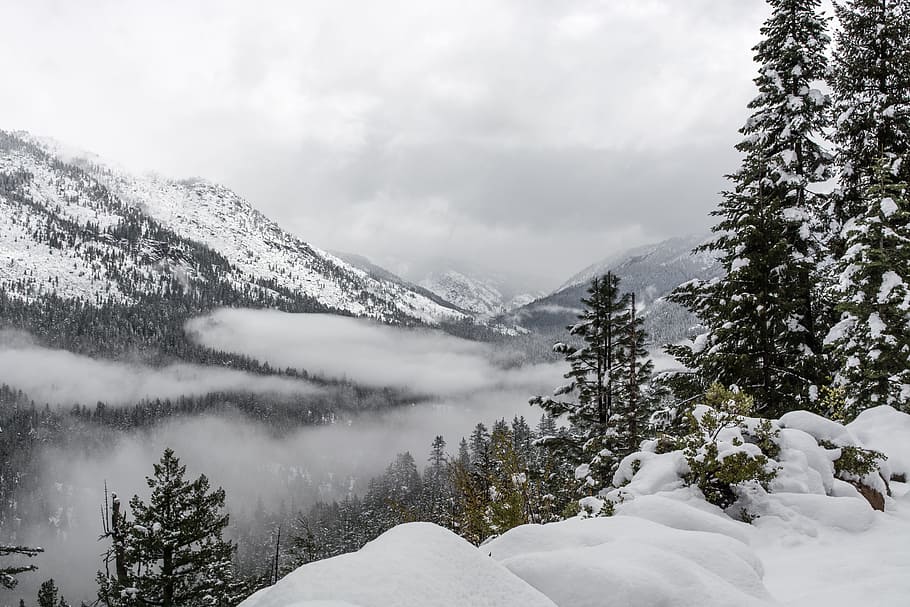 green pine trees on cliff surrounded by snow field, mountains HD wallpaper