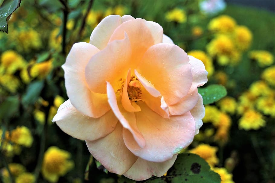 autumn, rose, rain, tea, the delicacy, www, rose flower, plant HD wallpaper