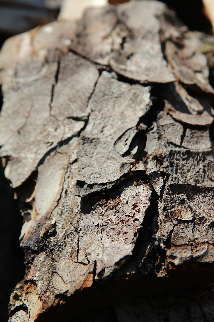 horse chestnut tree bark