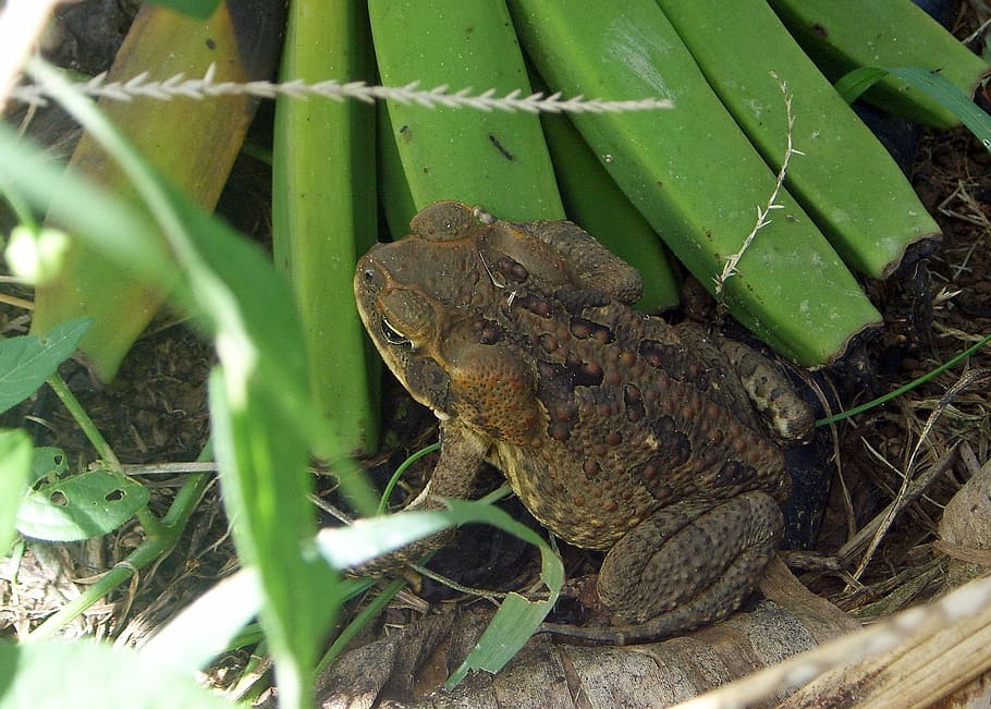 toad, frog, australia, amphibians, animals, animal themes, animal wildlife HD wallpaper