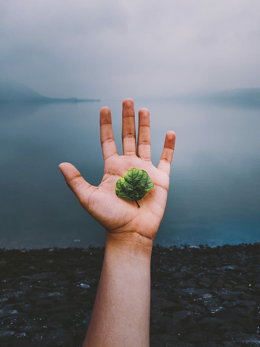 saving nature, person holding green leaf, hand, water, human hand HD wallpaper