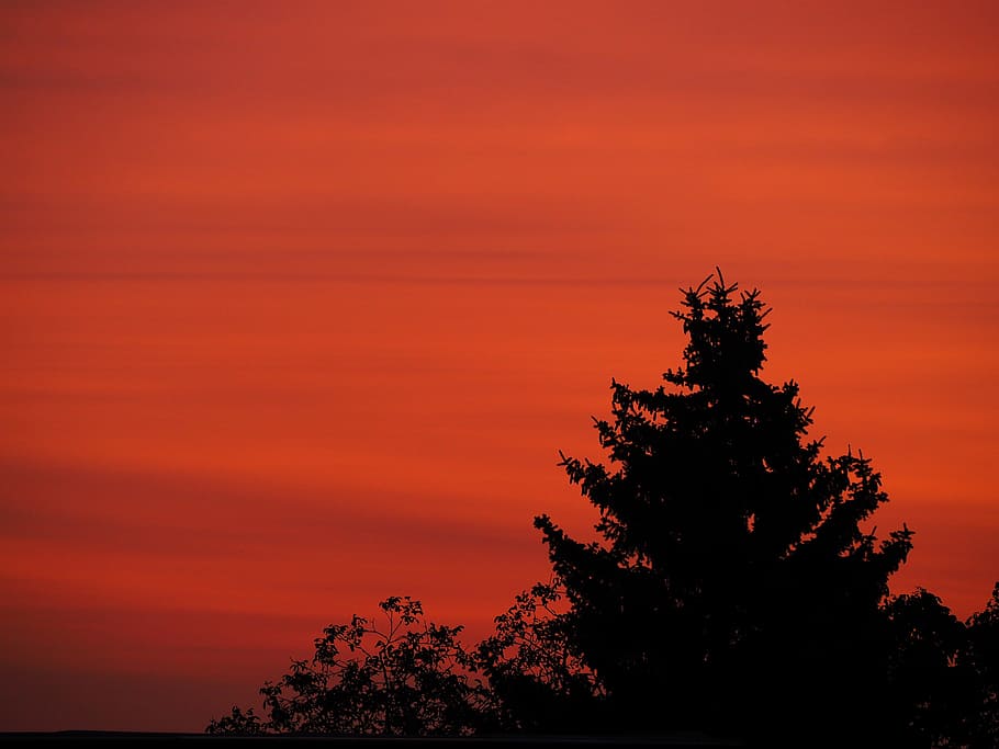 sunrise, trees, red, shadow, nature, morgenstimmung, sky, skies HD wallpaper