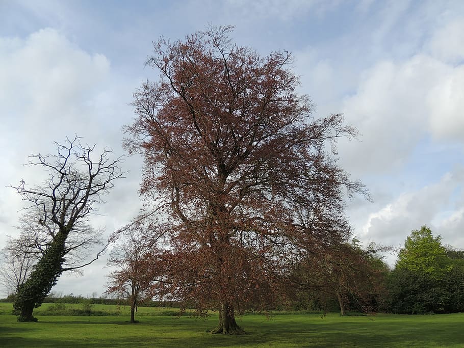 tree, nature, green, landscape, natural, season, outdoor, autumn HD wallpaper