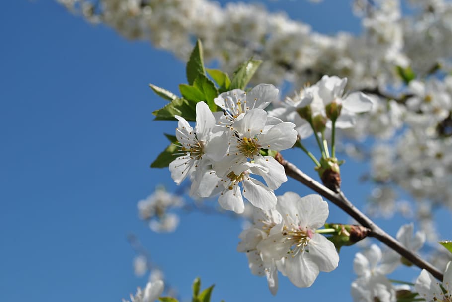 Flowers, Tree, Fruit, nature, springtime, white, branch, blue HD wallpaper