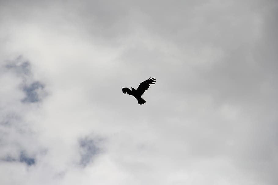 silhouette of flying bird, crow, raven, sky, black, wing, feather