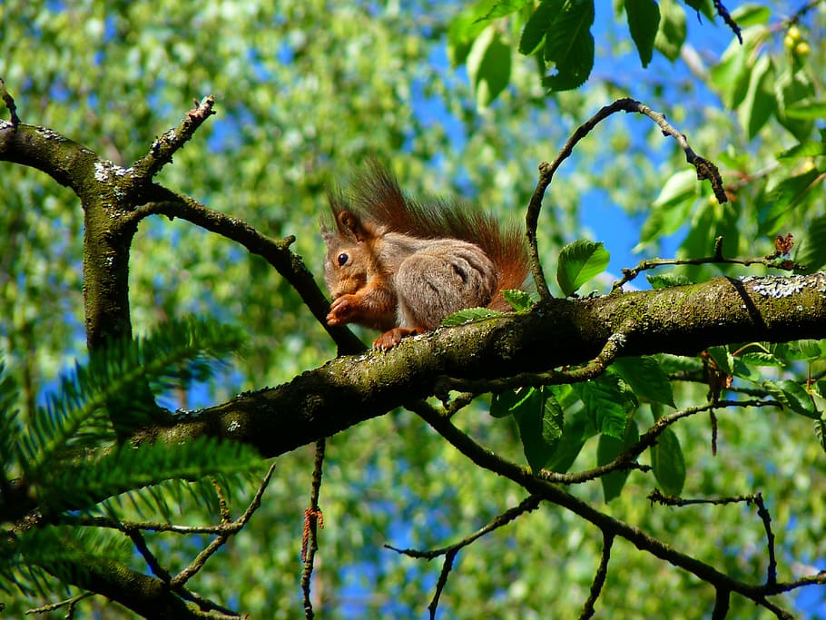 squirrel, rodent, climb, tree, nager, cute, animal, wildlife HD wallpaper