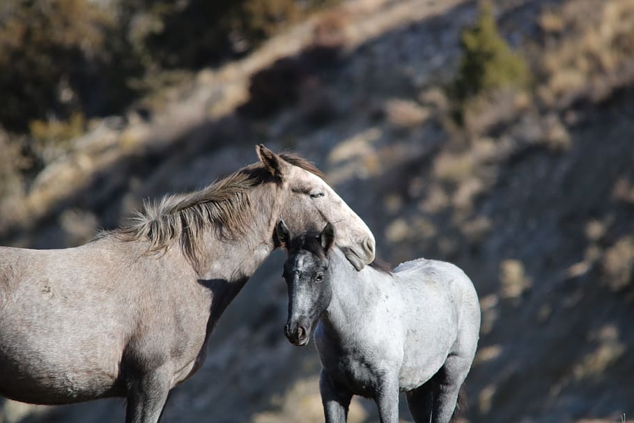 two gray horse at daytime, Wild Horses, Mare, Colt, Mother And Baby