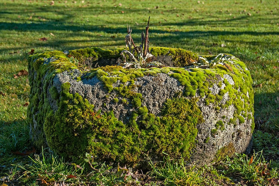 lichen, moss, stone, grass, nature, plant, outdoor, green color HD wallpaper