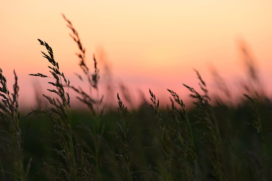 grass field photo, corn, sunset, nature, green, vegetation HD wallpaper