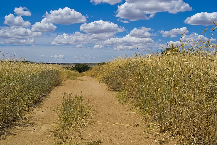 path, field, mountain road, cloud - sky, plant, land, beauty in nature HD wallpaper