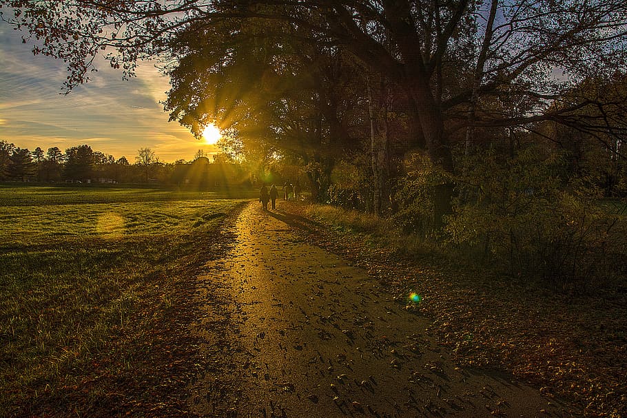 two person walking near trees and field during golden hour, Sun