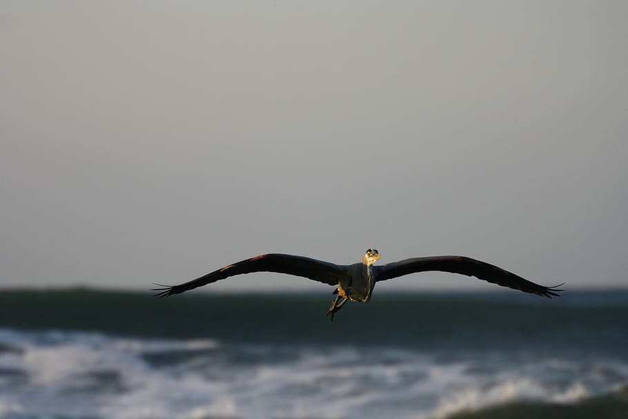 Heron, Sea, Flying, one animal, animals in the wild, animal wildlife HD wallpaper