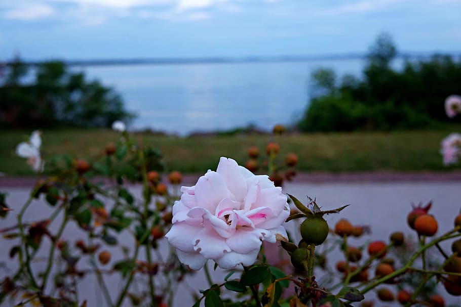 rose, flower, havre de grace, susquehanna river, chesapeake bay, HD wallpaper