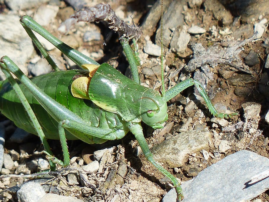 gut insect, grasshopper, polysarcus denticauda, orphania denticauda HD wallpaper