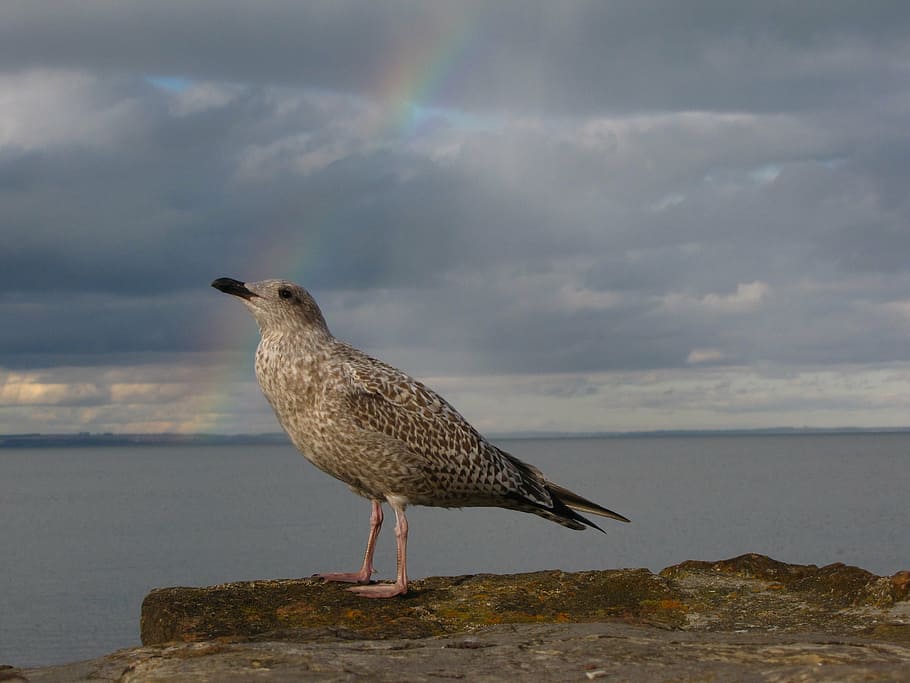 seagull, rainbow, bird, one animal, vertebrate, animal themes HD wallpaper