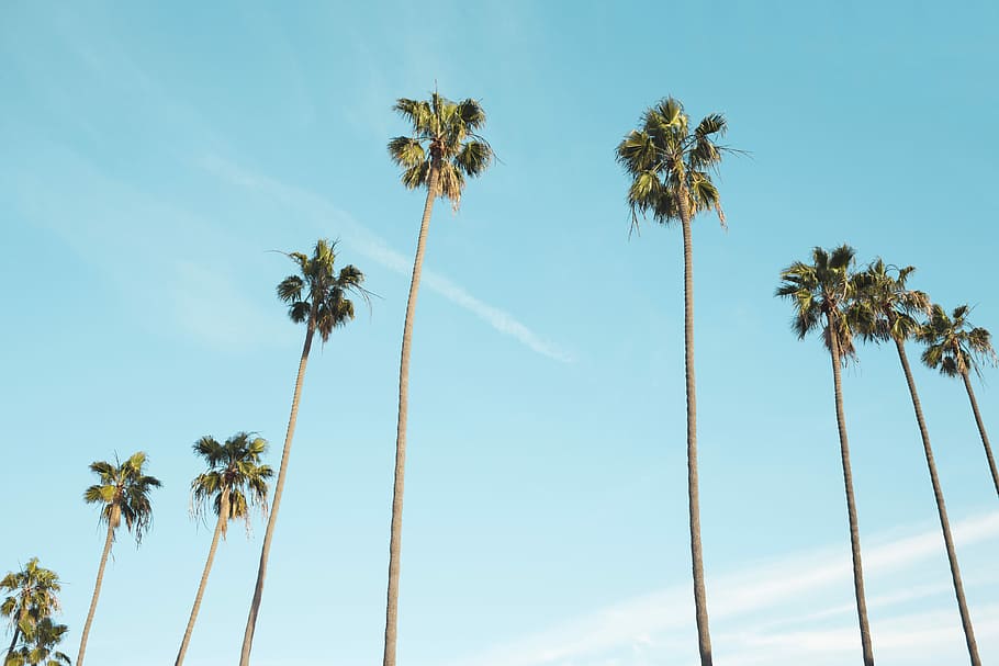 low angle photography of palm trees, low angle photo of coconut trees under blue sky with white clouds HD wallpaper