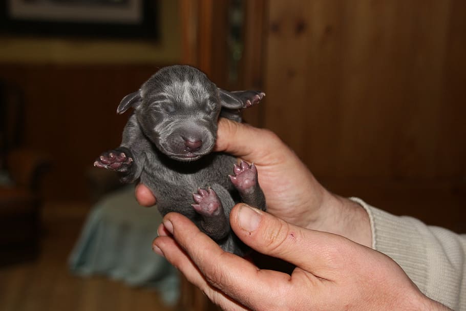 puppy, weimaraner, 5-day, mammal, pets, domestic, domestic animals HD wallpaper