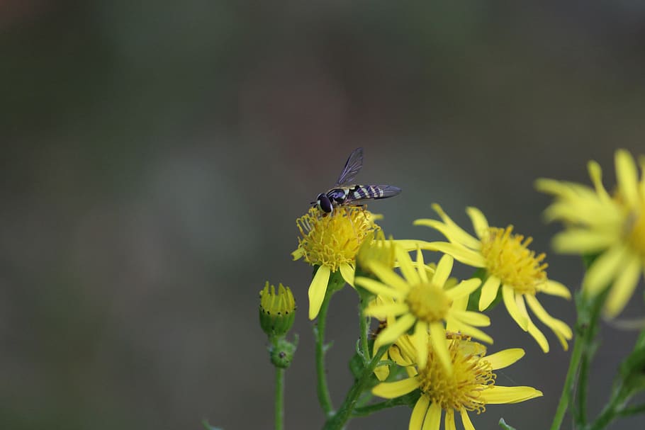 fly, insect, mouchette, flying insect, flowering plant, one animal HD wallpaper