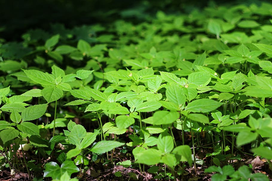 forest, bed, leafs, plant part, growth, green color, nature HD wallpaper