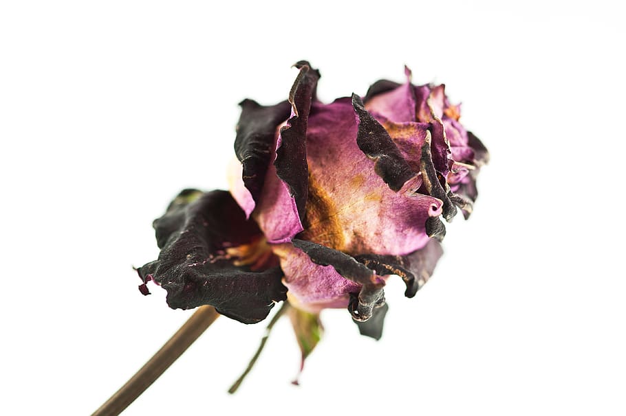 flower, macro, rose, white background, studio shot, vulnerability HD wallpaper