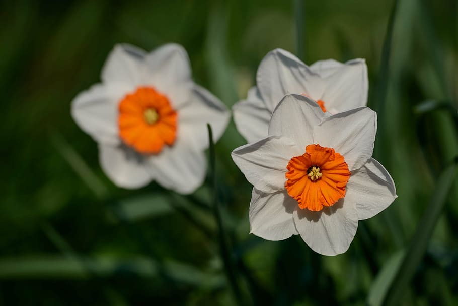 daffodils, narcissus, spring, flower, flowers, petal, freshness HD wallpaper