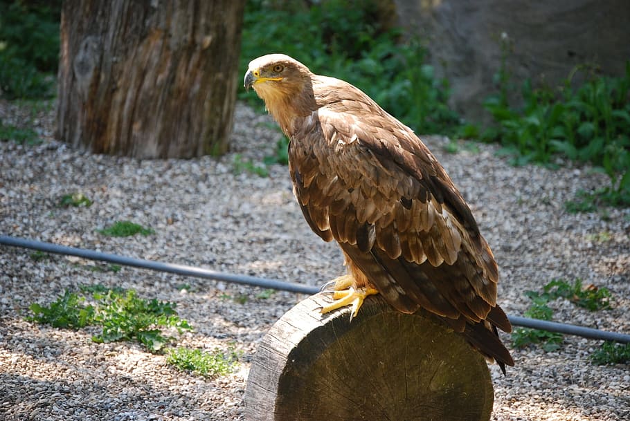 Buzzard, Raptor, Bird, one animal, animal themes, animal wildlife HD wallpaper