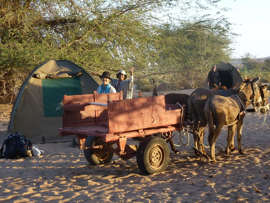 trolley, landscape, namibia, travel, mammal, domestic animals HD wallpaper
