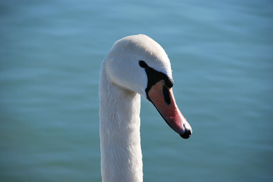Swan, Lake, White, Animal, Nature, blue, water, bird, wildlife HD wallpaper