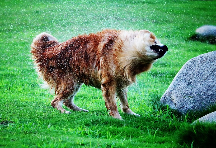 dog, splashed, water, pet, animal, happy, cute, nature, splashing HD wallpaper