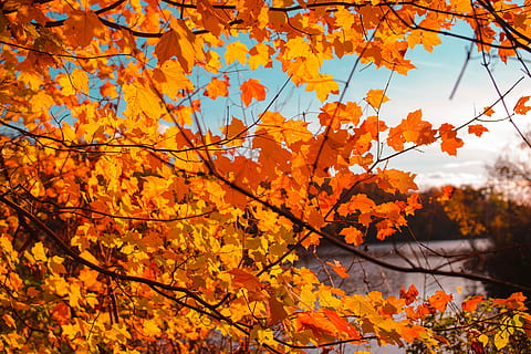 orange maple tree beside body of water, autumn leaves, fall, leaf HD wallpaper