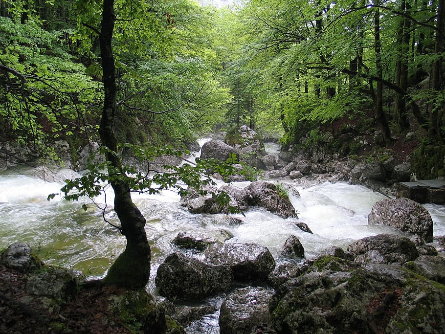 water falls surrounded by trees, white water, river, bach, rapids HD wallpaper