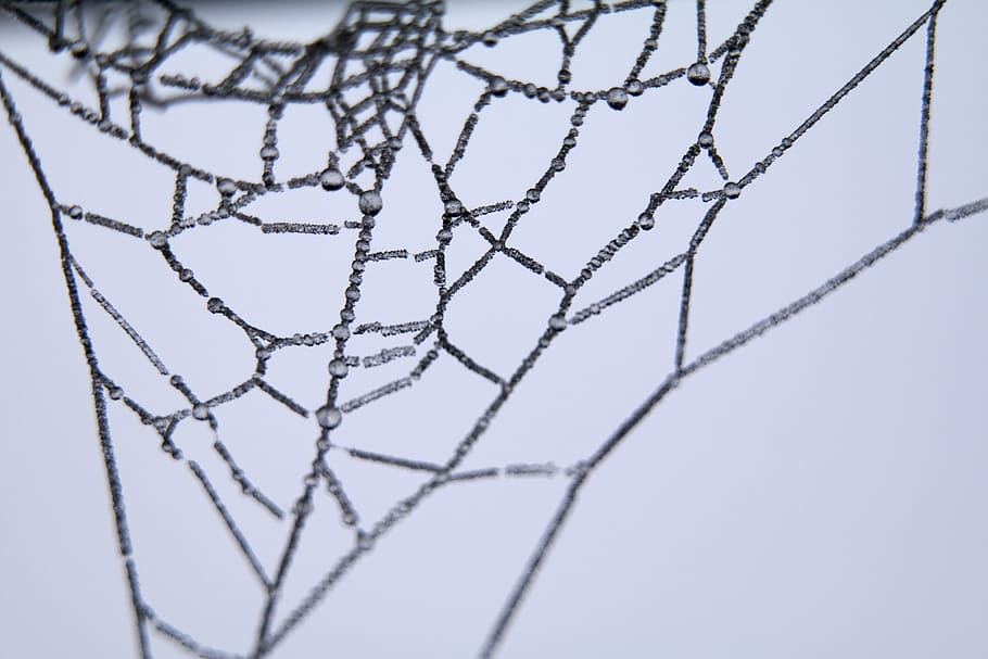 cob, spider, web, close-up, studio shot, no people, pattern HD wallpaper