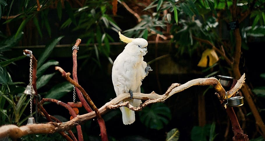 parrot, white, bird, branch, feather, perched, tropical, wings HD wallpaper