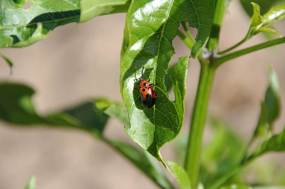 insect, insects, bug, bugs, beetle, beetles, bug insect, spots HD wallpaper