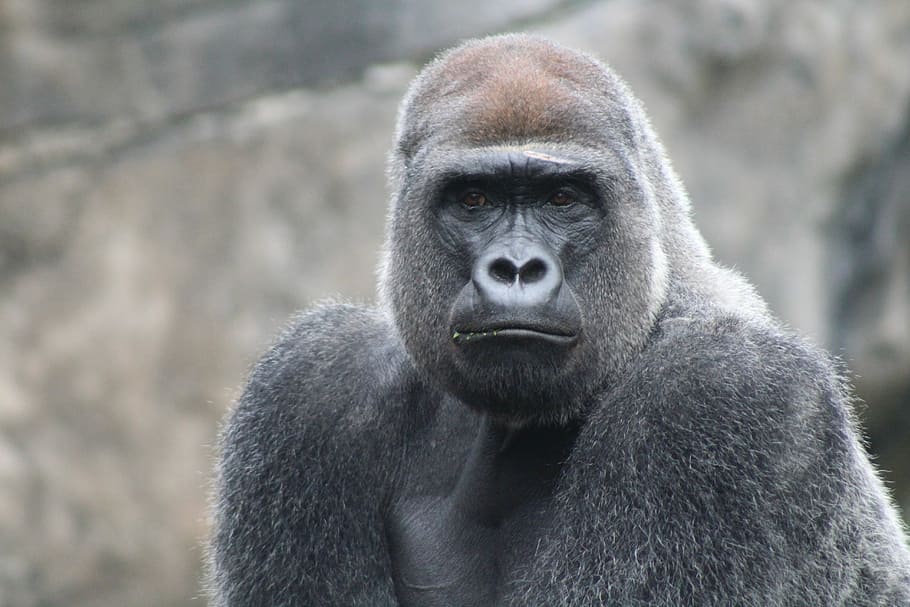 A serious gorilla, black gorilla during daytime, animal, wild, HD wallpaper
