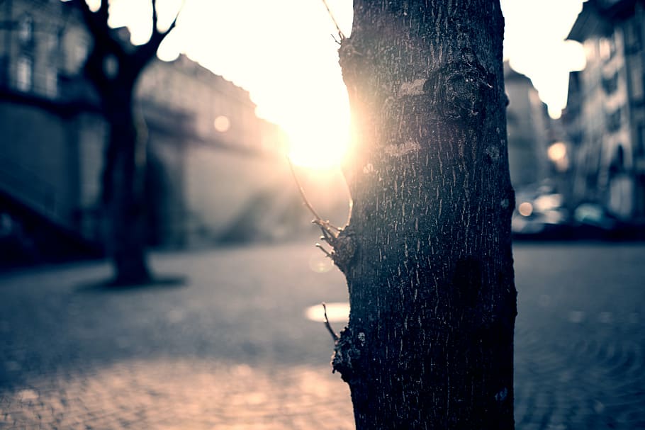 macro, sun, sunny, tree trunk, trees, sunset, nature, focus on foreground HD wallpaper