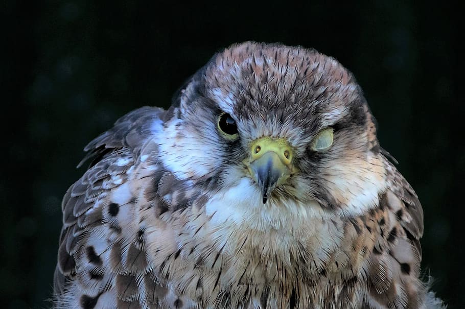 lanner, falcon, eye membrane, bird, predator, raptor, prey HD wallpaper