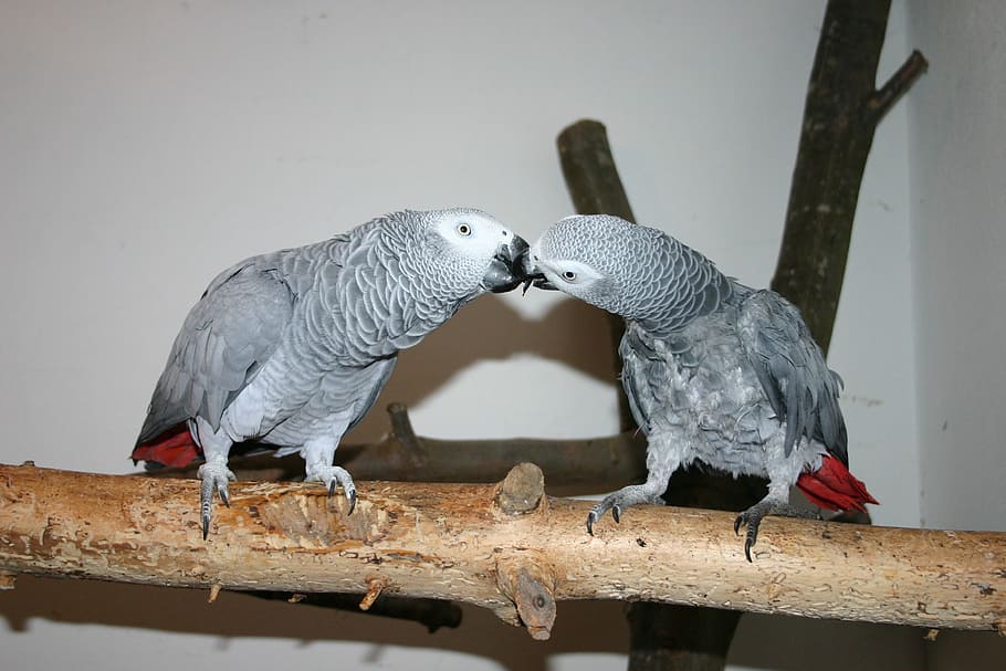 animal-birds-grey-parrots.jpg