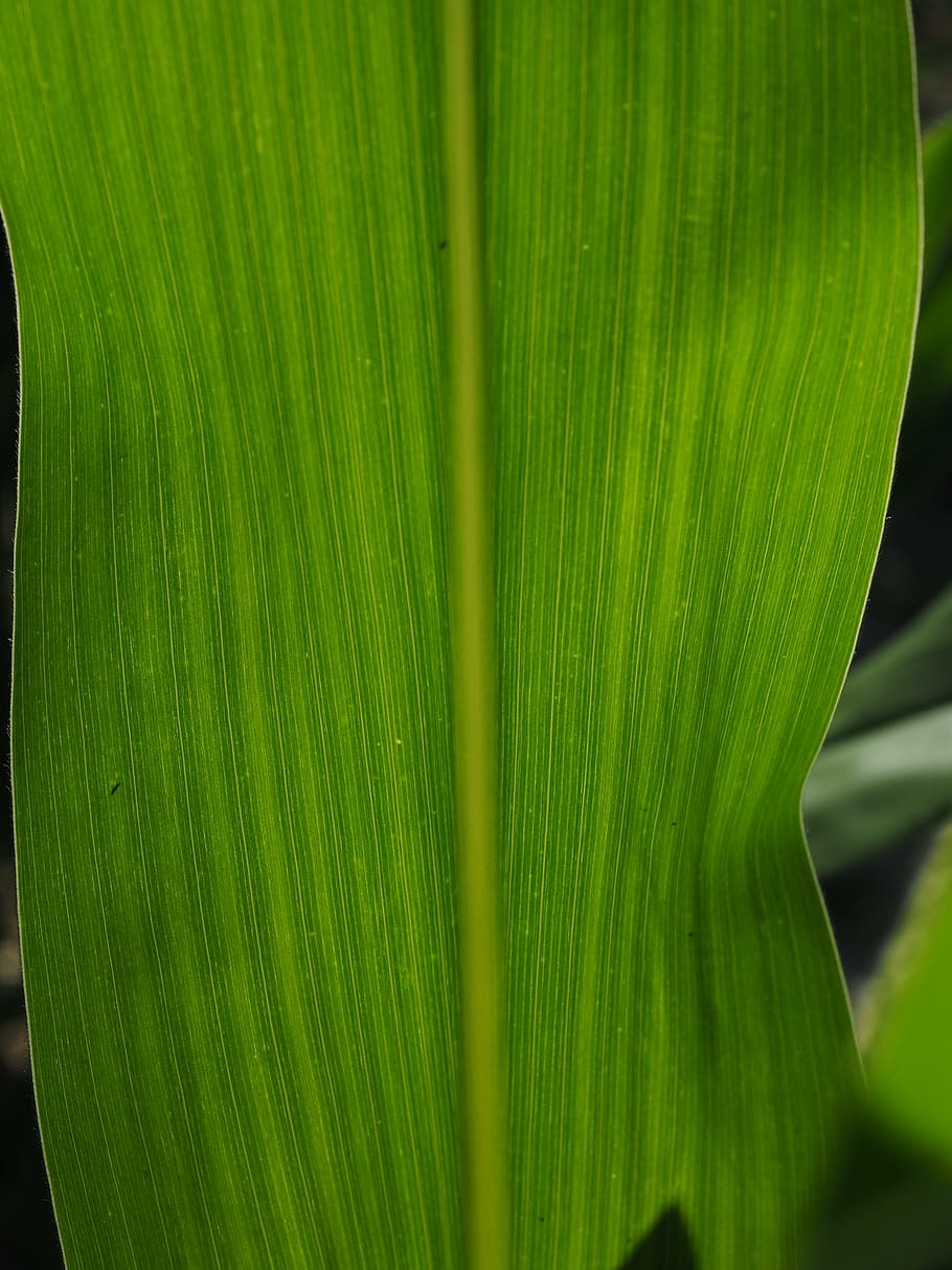 corn leaf, detail, leaf veins, green, macro, close, green color HD wallpaper
