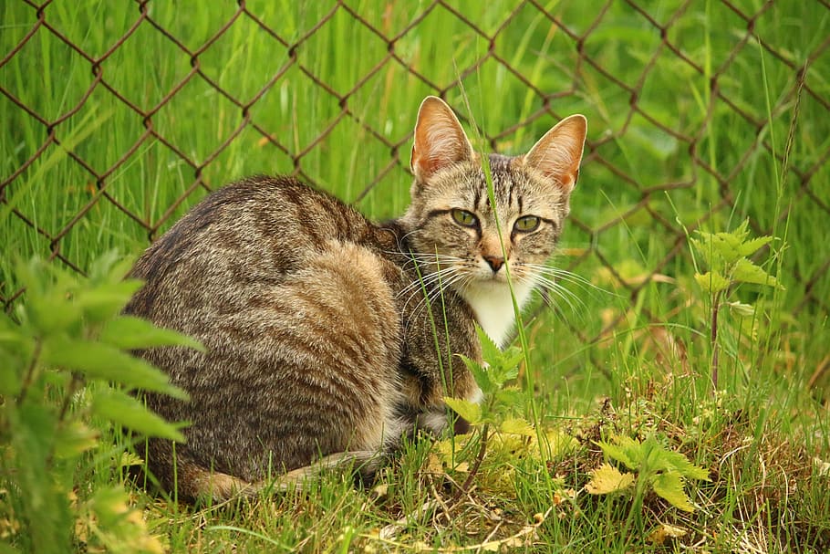 cat, kitten, mackerel, young cat, domestic cat, mieze, pets HD wallpaper
