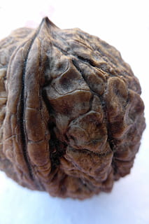 walnut, shell, wrinkled, autumn, harvest, thanksgiving, fat HD wallpaper