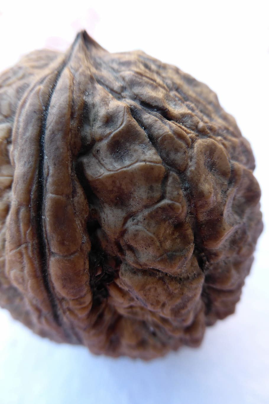 walnut, shell, wrinkled, autumn, harvest, thanksgiving, fat HD wallpaper