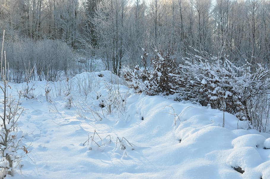 Nature, Winter, Forest, Snow, cold temperature, white color HD wallpaper
