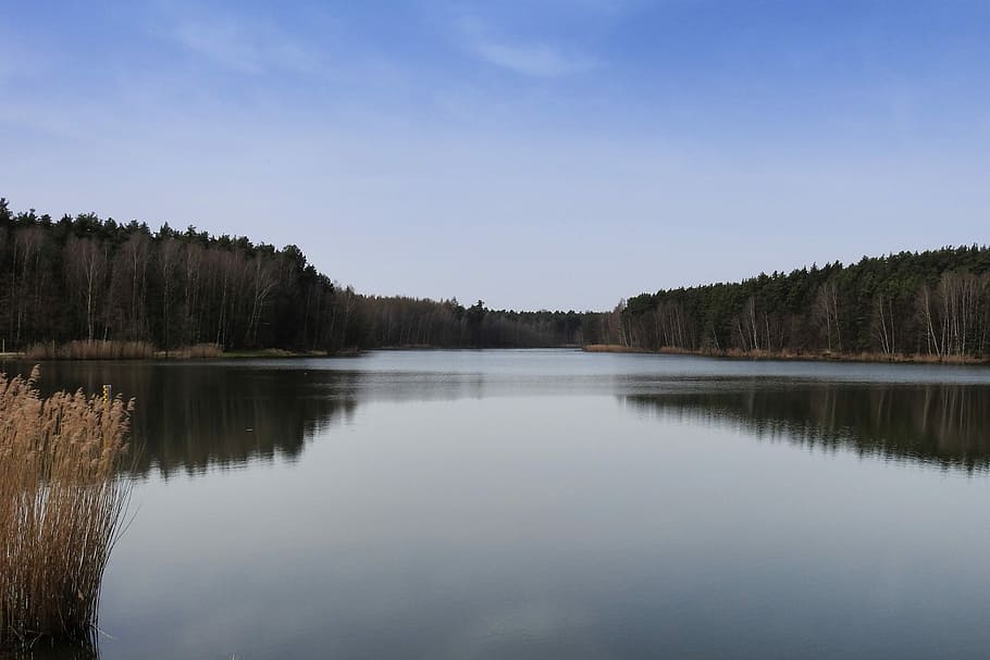 Lake, Trees, Reflection, Mirroring, mirrored trees, landscape HD wallpaper