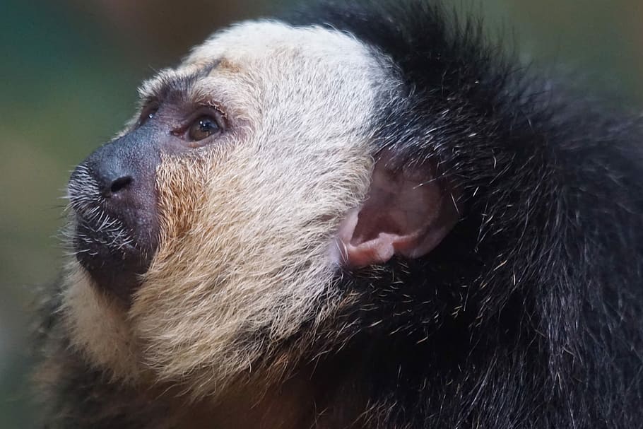 Monkey, Zoo, Portrait, one animal, animal themes, close-up HD wallpaper