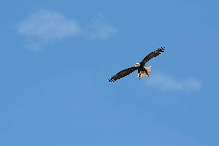 bald eagle flying under blue sky, bird, flight, nature, bird of prey HD wallpaper
