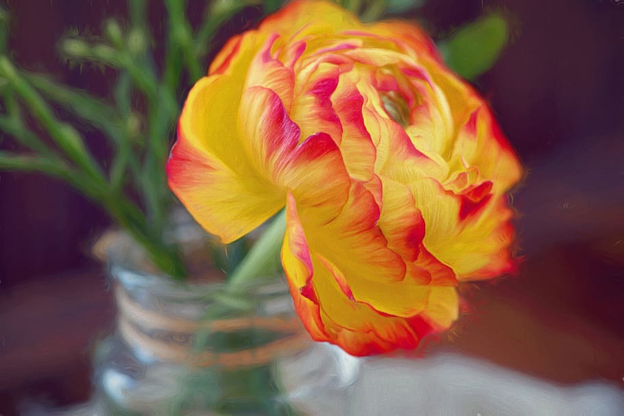 selective focus photography of white and red Ranunculus flower HD wallpaper