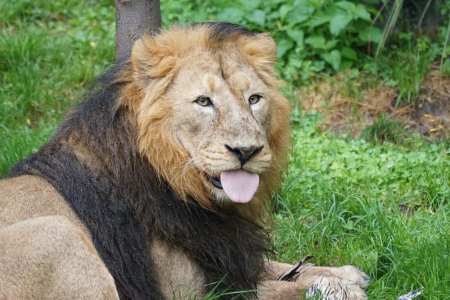 brown lion, indian lion, male, cat, predator, mammal, eat, food